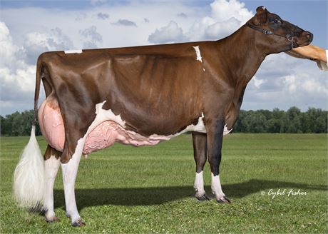 5 Audacious-Red Embryos x Milksource Absolut Klue-Red