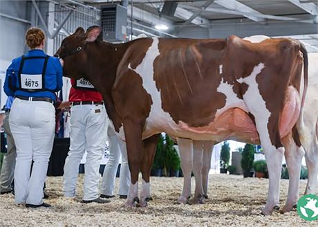 First Choice Female x Fairmont Americana-Red
