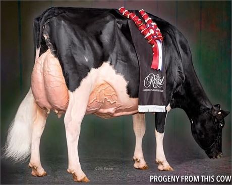 First Choice LAMBDA Spring Calf x TATOO x JEFFREY-WAY HARDROCK TWIGS