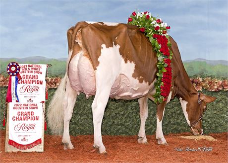 5 Superman*RC Embryos x Hodglynn Hulu Merlot-Red