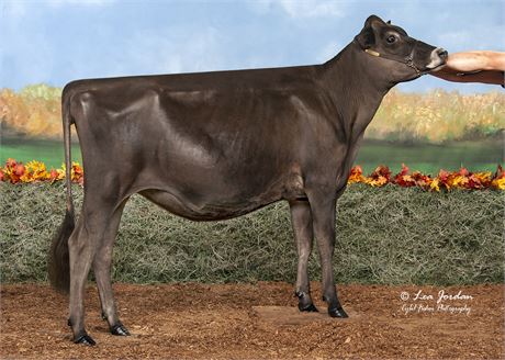 3 - #1 Sexed Kid-Rock Embryos x SUGAR & SPICE COLTON VANISH EX-93