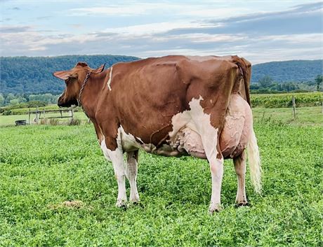 2 AUDACIOUS Embryos x Highcroft Absolute Lily EX-97 99MAM